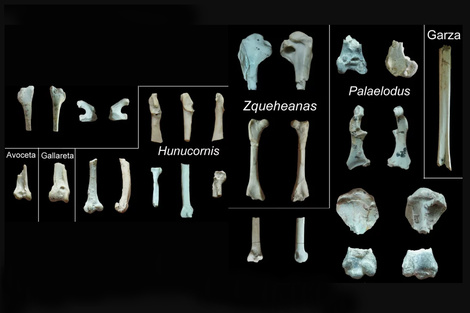 Descubren en San Juan tres nuevas especies de aves prehistóricas